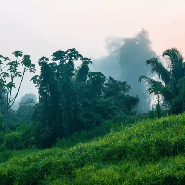 The Envira Amazonia Project - A Tropical Forest Conservation Project in Acre, Brazil carbon project preview