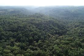 Reduced Emissions from Deforestation and Degradation in Keo Seima Wildlife Sanctuary carbon project preview